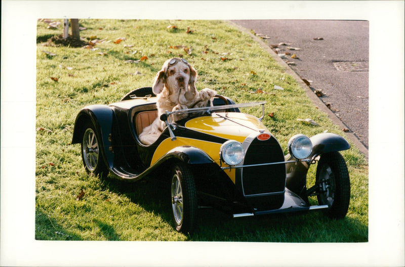 Bugatti cars. - Vintage Photograph
