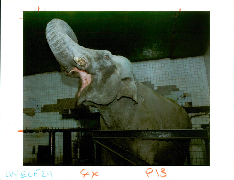 Elephant - Vintage Photograph