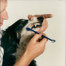 Dog General - Vintage Photograph