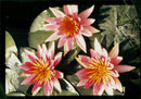 Flower : tropicla newton. - Vintage Photograph