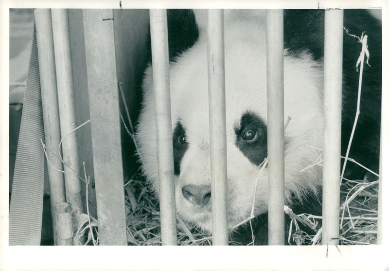 Giant panda Animal - Vintage Photograph