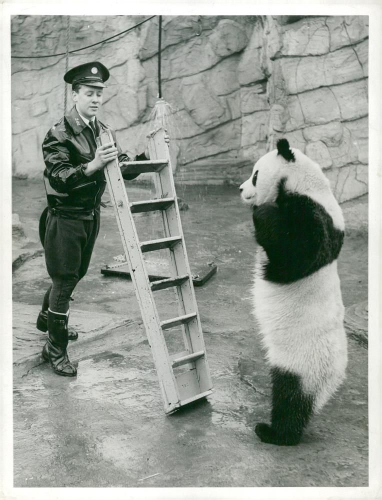 A giant panda with  a man in uniform. - Vintage Photograph
