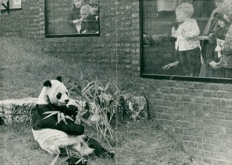 Chi Chi Giant panda - Vintage Photograph
