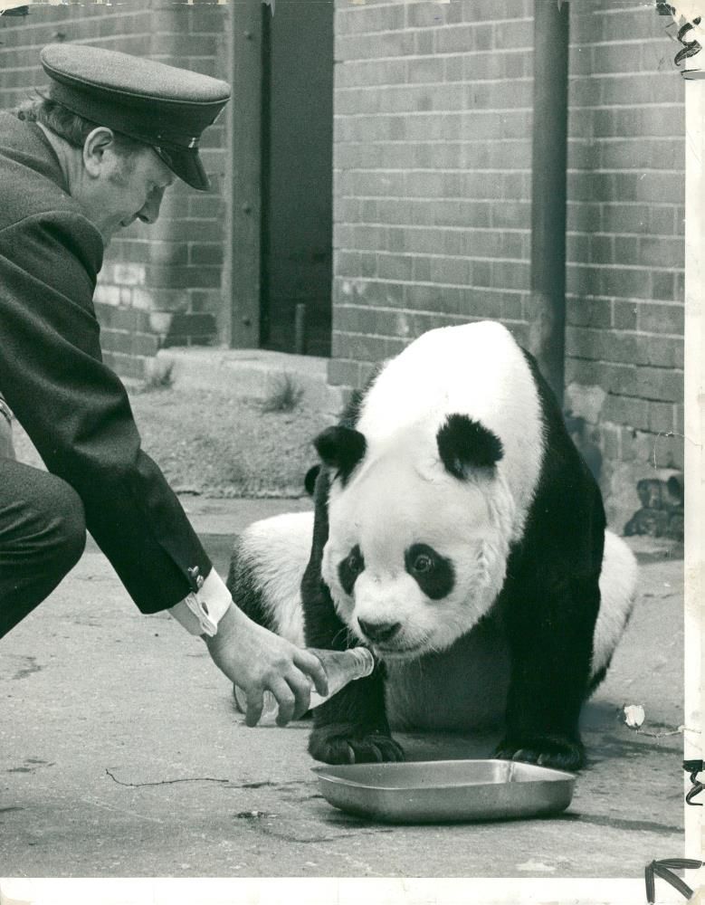 Chi Chi Giant panda - Vintage Photograph