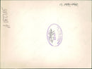 Volkswagen polo - Vintage Photograph