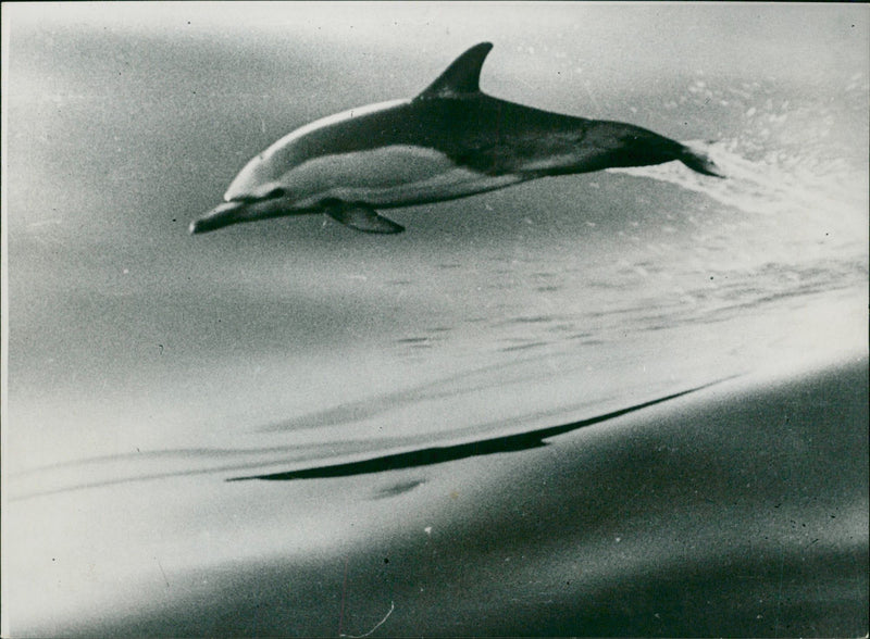 Animal: Dolphin - Vintage Photograph