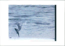 Dolphin Animal. - Vintage Photograph