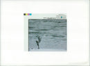 Dolphin Animal. - Vintage Photograph
