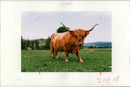 Animal, Cattle: Cattle owned by Leon Van Tongern. - Vintage Photograph