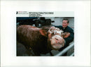 Animal,Cattle:A limontsell breed. - Vintage Photograph