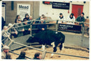 Animal , Cattle: Cattle Sales. - Vintage Photograph