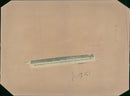 Animal , Cattle: - Vintage Photograph