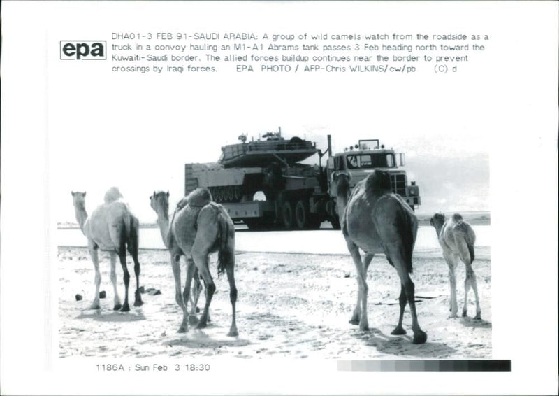 Gulf War:Group Of Wild Camels. - Vintage Photograph