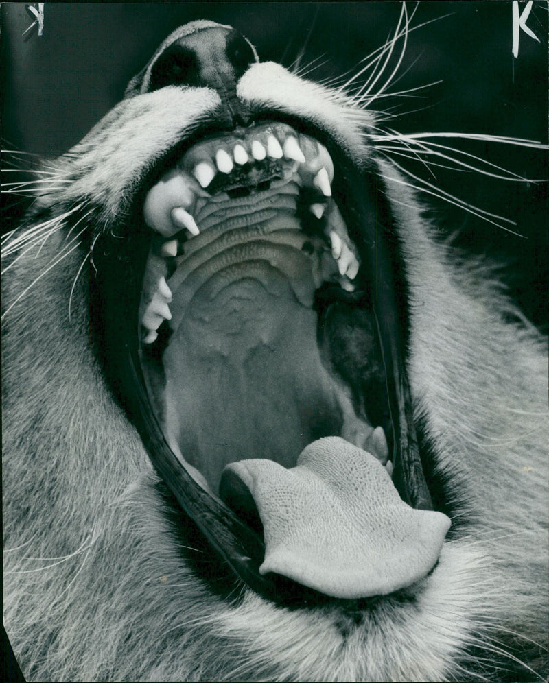 Animal Lion:Leo at the peak of a yawn. - Vintage Photograph