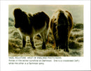 VIN ANIMAL HONSO POWY DUWA - Vintage Photograph