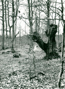 SMÅLAND - Vintage Photograph