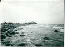 Hindens rev - Vintage Photograph