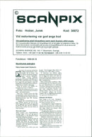 Stockholm archipelago - Nature reserve Bullerön - Vintage Photograph