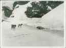 The Greenland Survey. Polar bear and dogs - Vintage Photograph