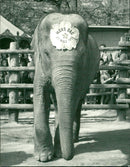 Mother's Day Flower - Vintage Photograph