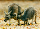 Kangaroo - Vintage Photograph