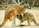 Kangaroo - Vintage Photograph