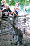 Kangaroo - Vintage Photograph