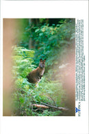 Kangaroo - Vintage Photograph