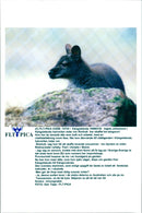 Kangaroo - Vintage Photograph