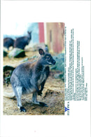 Kangaroo - Vintage Photograph