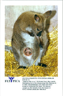 Kangaroo - Vintage Photograph