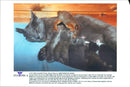 Squirrel baby with his new family - Vintage Photograph