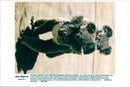 Koala mom with 2 kids - Vintage Photograph