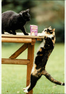 Cats. - Vintage Photograph