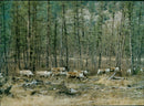 Animals Reindeer - Vintage Photograph