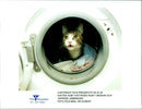 Cat ANIMALS - Vintage Photograph