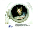 Cat ANIMALS - Vintage Photograph