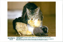 Cat Mother - Vintage Photograph