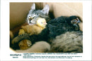 Cat Mother - Vintage Photograph