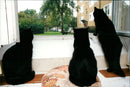 Cat ANIMALS - Vintage Photograph