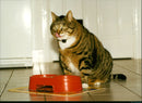 Cat ANIMALS - Vintage Photograph