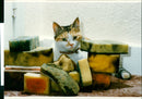 Cat ANIMALS - Vintage Photograph