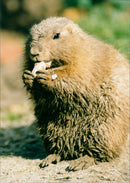Prairie dogs - Vintage Photograph