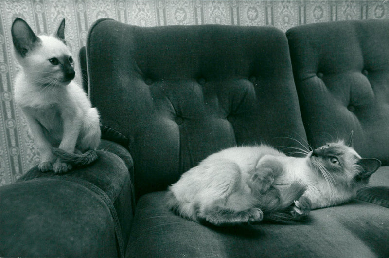 Balinese Cats - Vintage Photograph