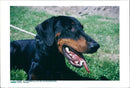 Dobermann - Vintage Photograph