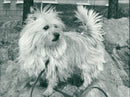 Cairn Terrier - Vintage Photograph