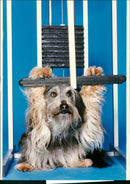 Cairn Terrier - Vintage Photograph