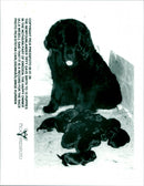 Newfoundland - Vintage Photograph