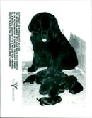 Newfoundland - Vintage Photograph