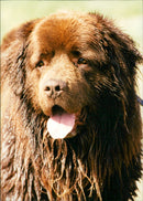 Newfoundland - Vintage Photograph
